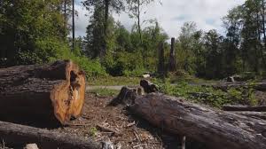 Best Stump Grinding and Removal  in Heyburn, ID