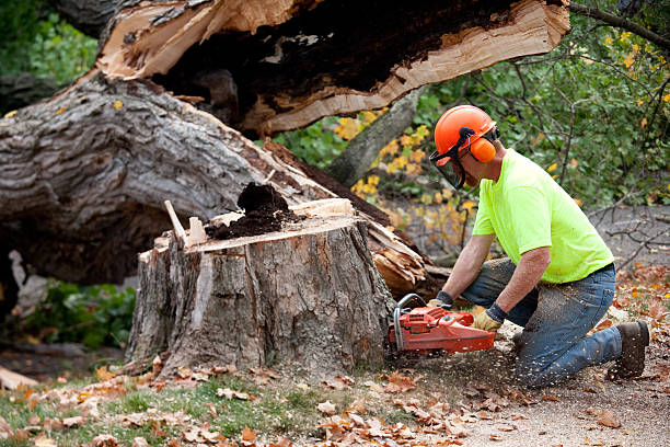 Best Tree Risk Assessment  in Heyburn, ID