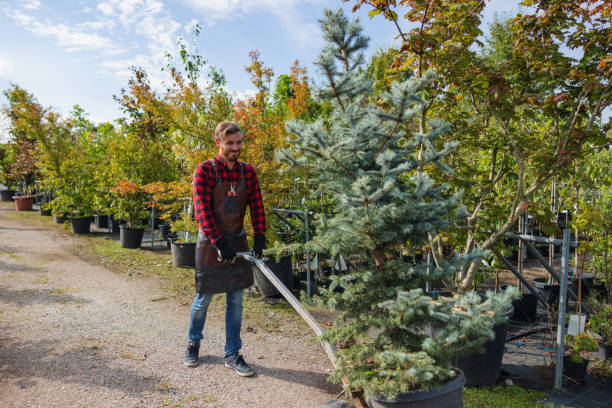 Best Tree Preservation Services  in Heyburn, ID